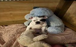 Olde English Bulldogge dogs for sale: LAST BABY GIRL both jabs microchipped pricedrop - Image 3