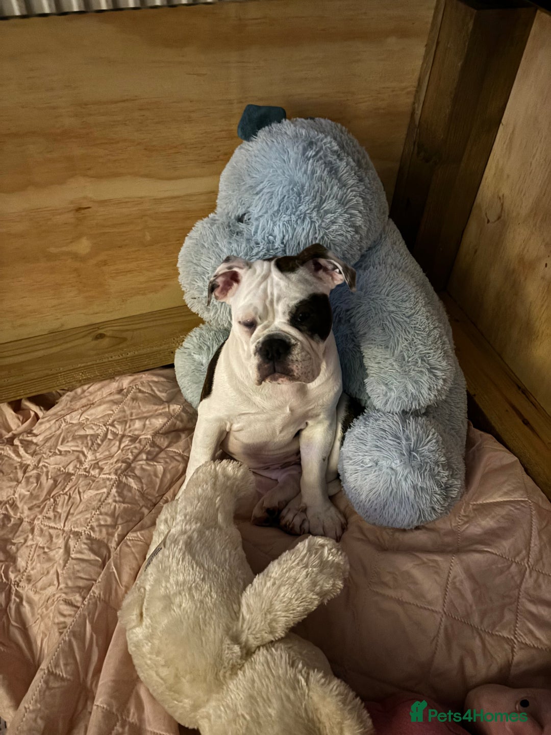 Olde English Bulldogge dogs for sale: LAST BABY GIRL both jabs microchipped pricedrop - Image 3