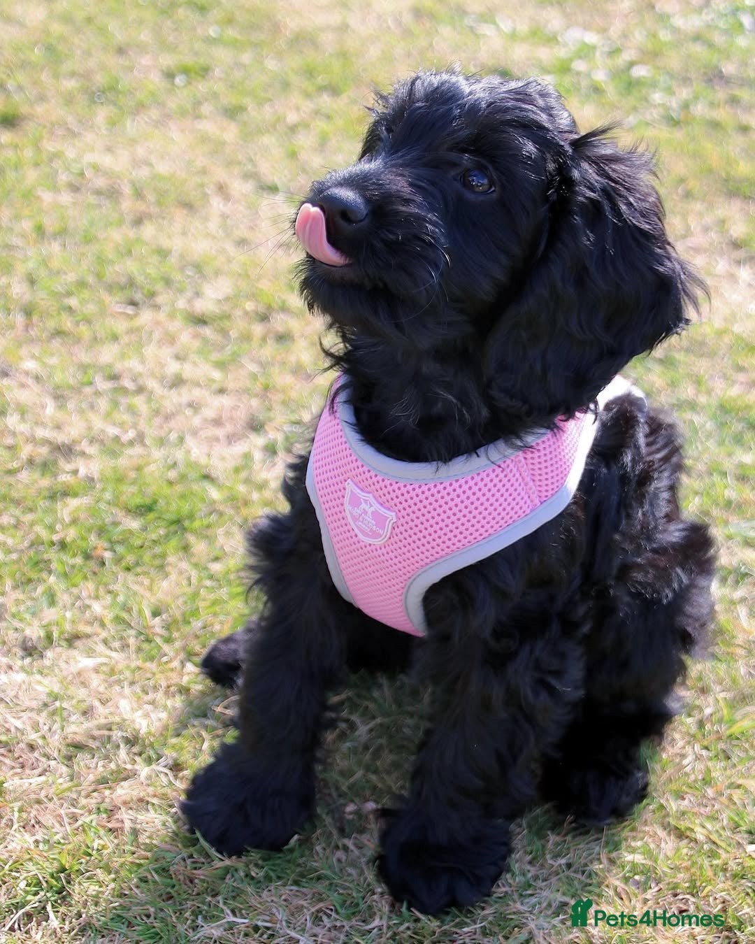 Cockapoo dogs for sale: Beautiful 7Month-Old Cockapoo Mia - Advert 8
