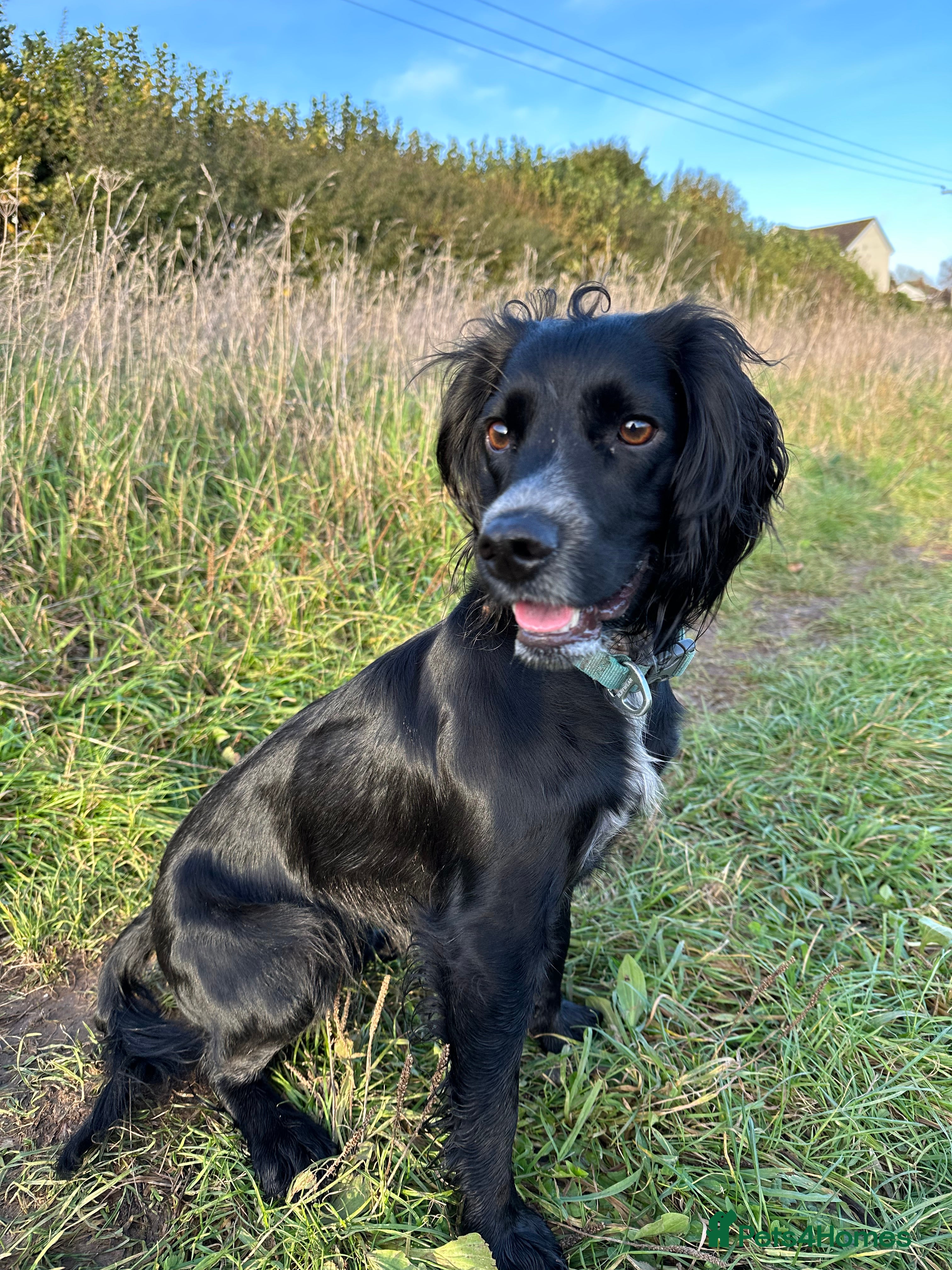 Mixed Breed dogs Sprockerpoo puppies for sale - Advert 8