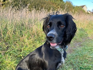 Mixed Breed dogs Sprockerpoo puppies for sale - Advert 2