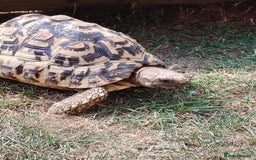 Tortoise reptiles for sale: Leopard Tortoise  - Image 4