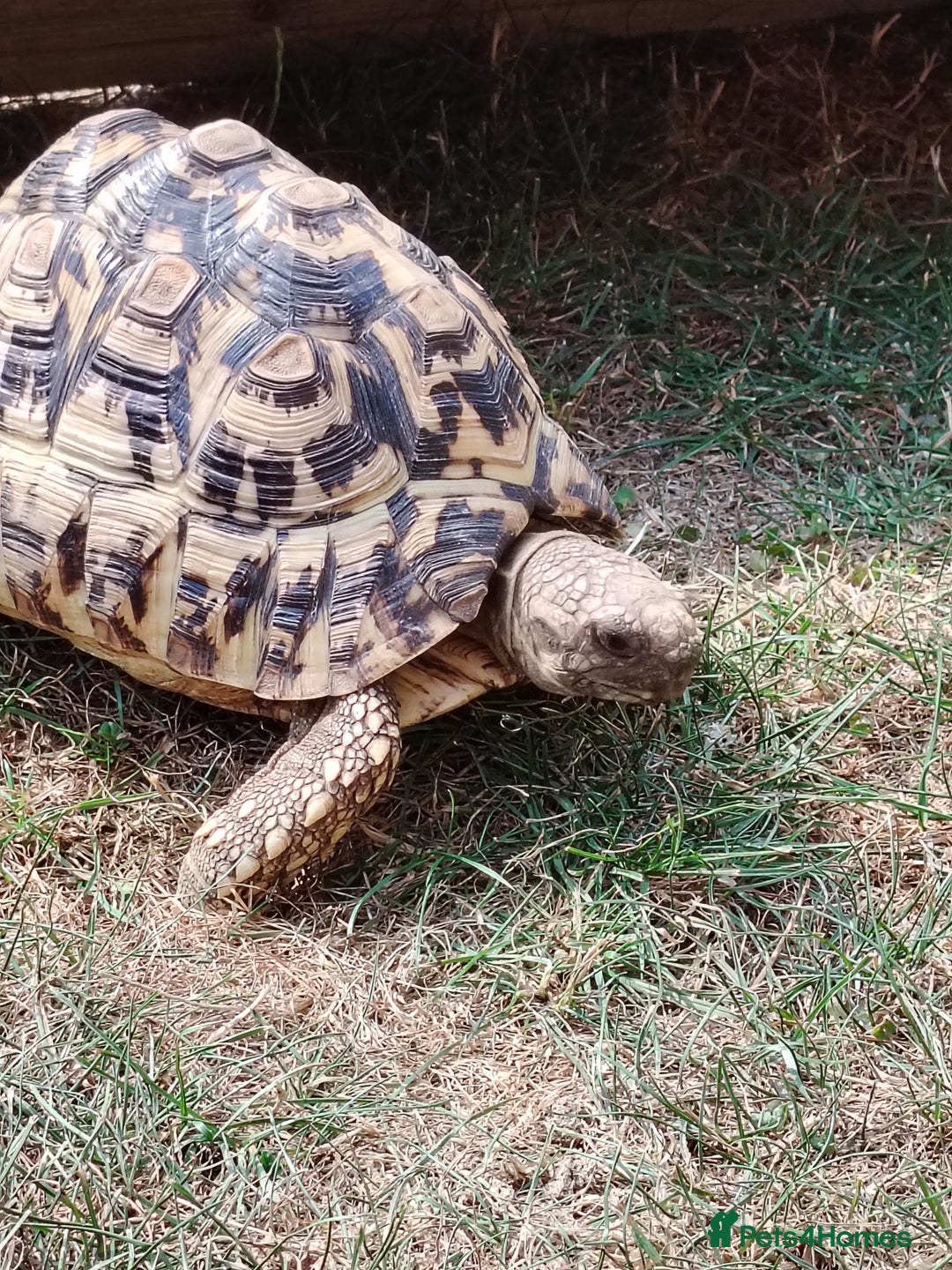 Tortoise reptiles for sale: Leopard Tortoise  - Image 4