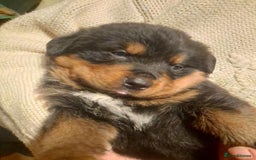 Mixed Breed dogs for sale: Rottwiller/Bernese Mountain dog puppies - Image 5