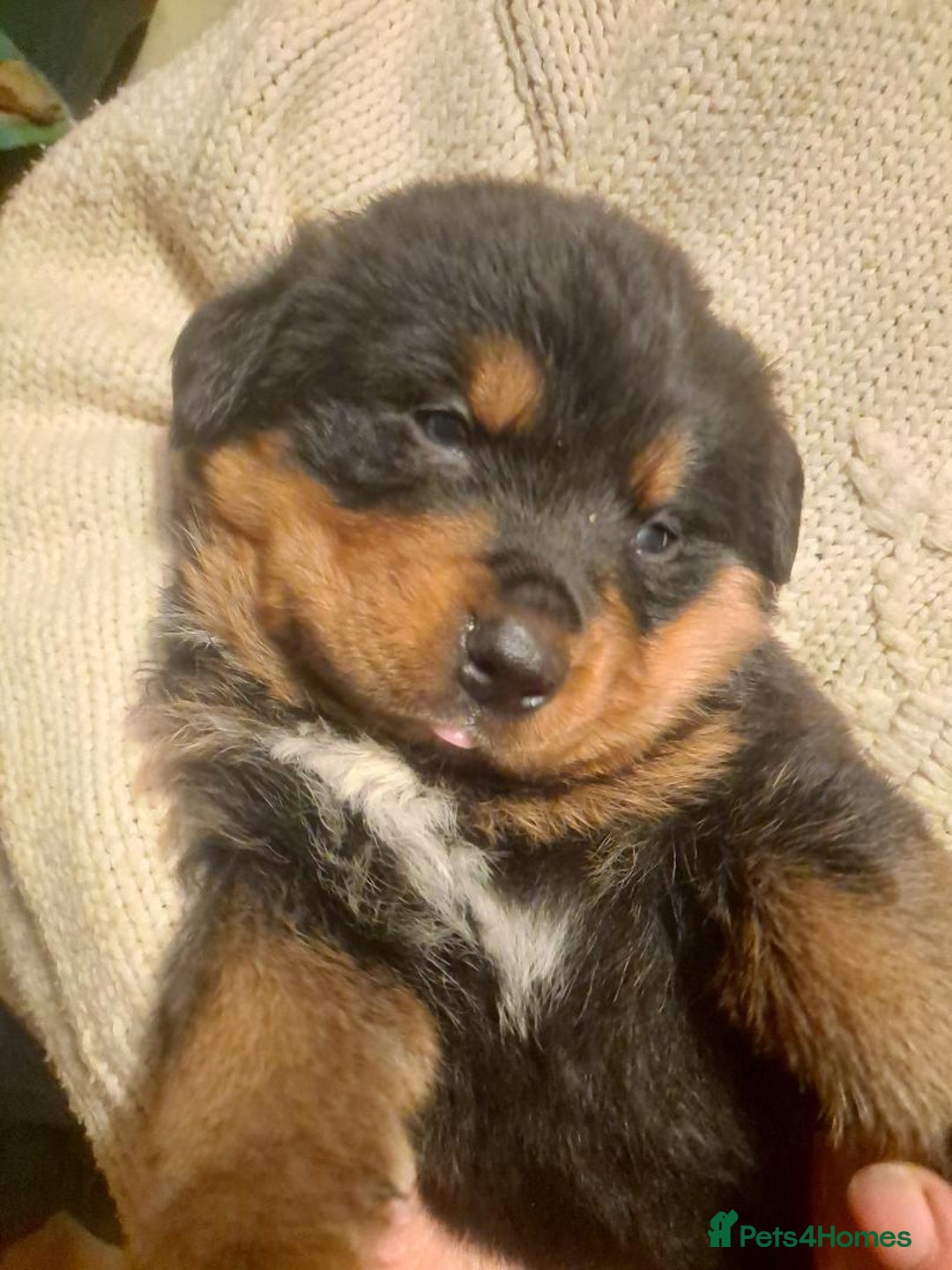 Mixed Breed dogs for sale: Rottwiller/Bernese Mountain dog puppies - Image 5