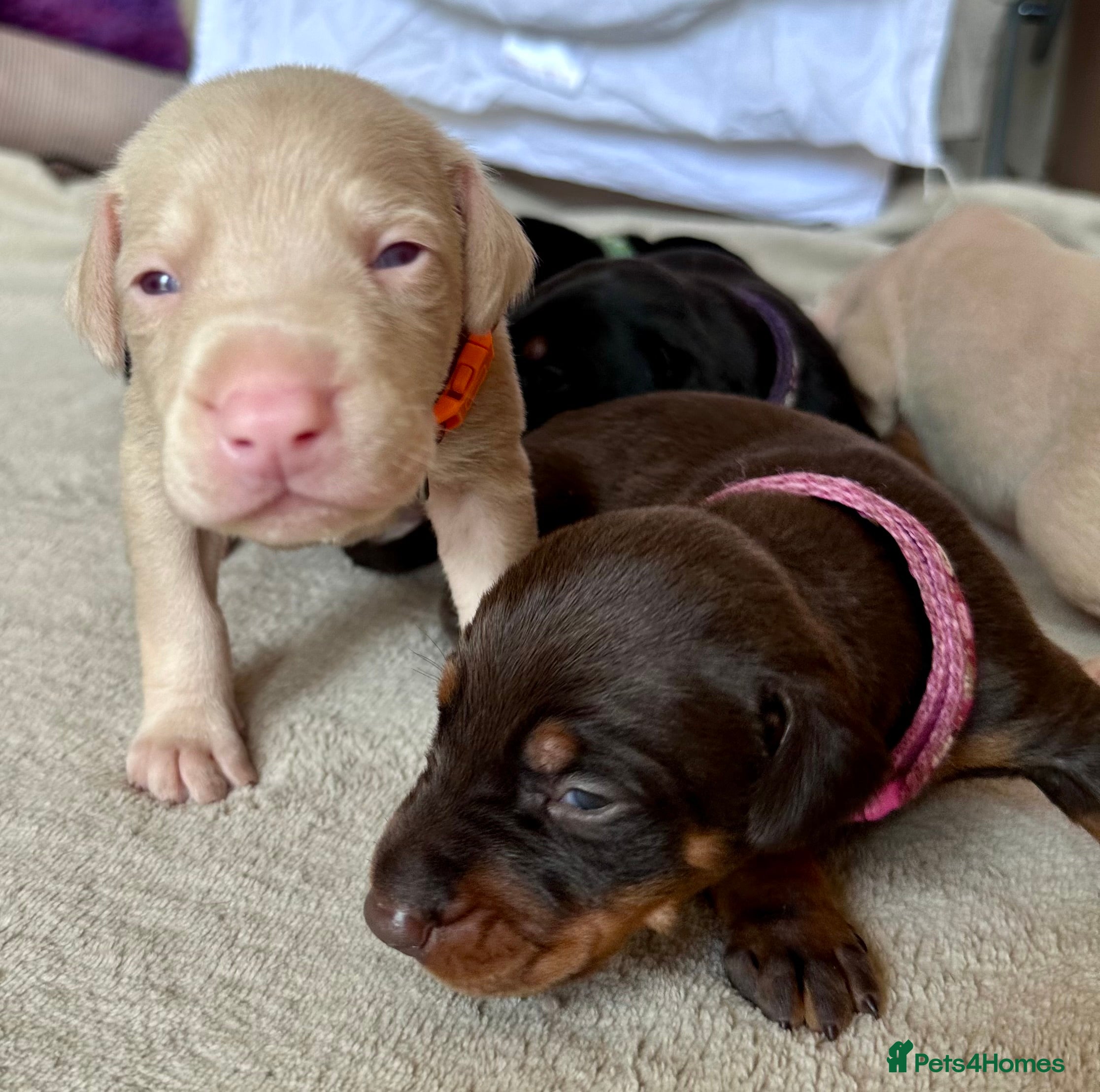 Dobermann dogs KC registered health tested Dobermann puppies  - Advert 2