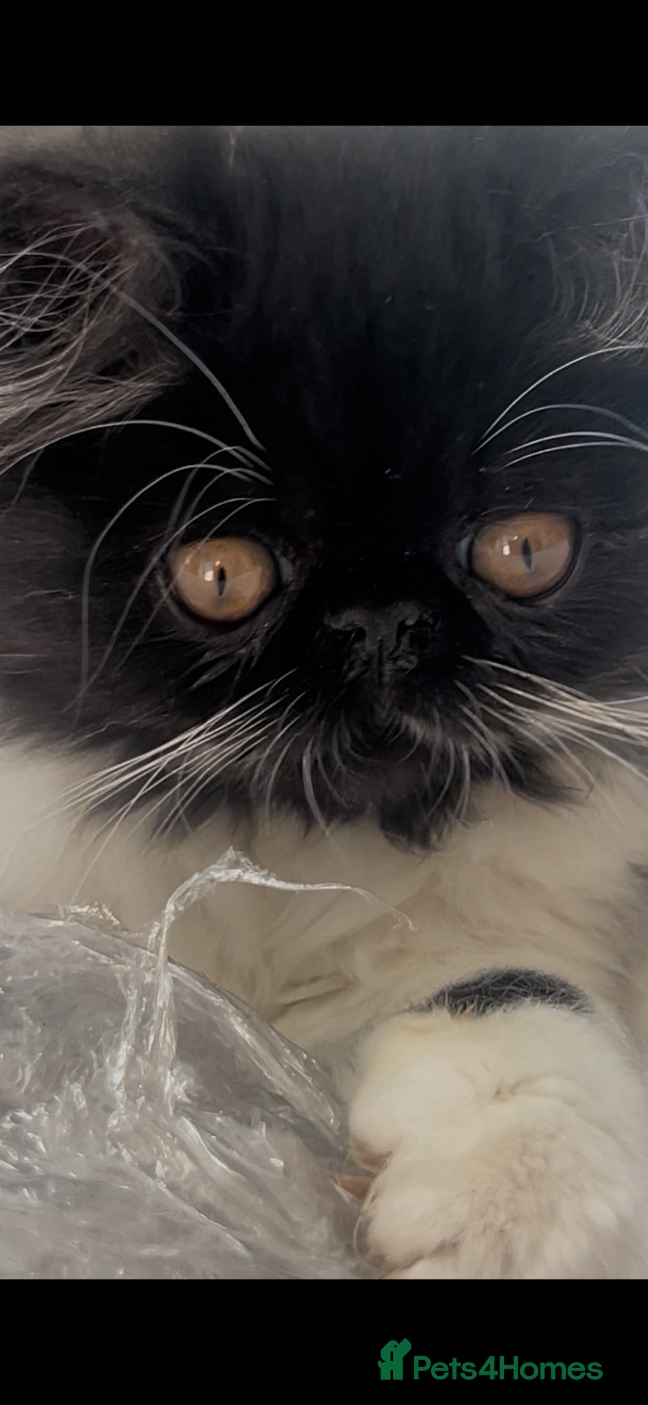 Persian cats Persian male GCCF ‘active’ registered - Advert 1