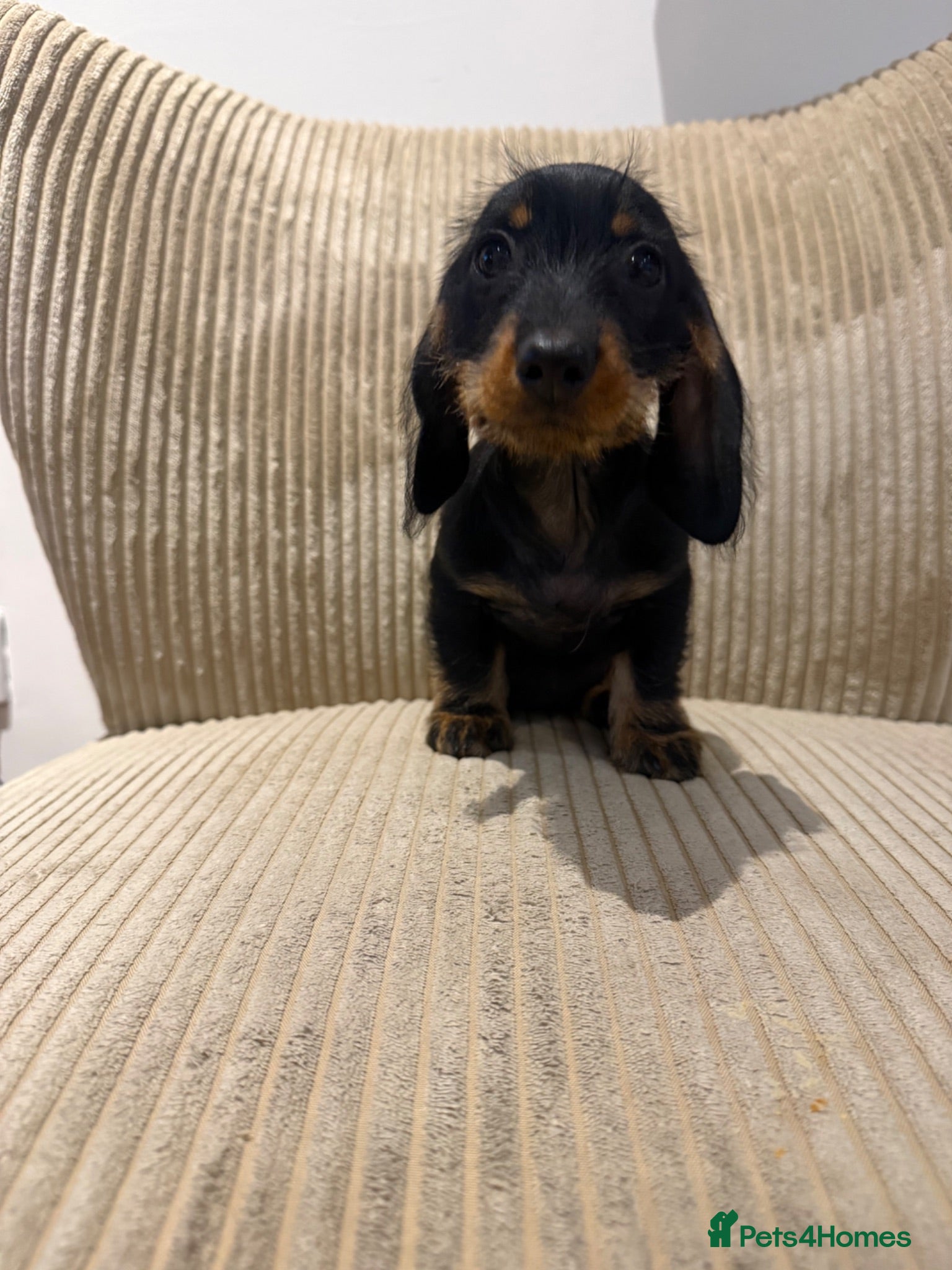 Miniature Dachshund dogs Miniature Wirehaired READY NOW - Advert 5