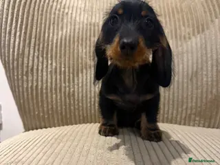 Miniature Dachshund dogs Miniature Wirehaired READY NOW - Advert 5