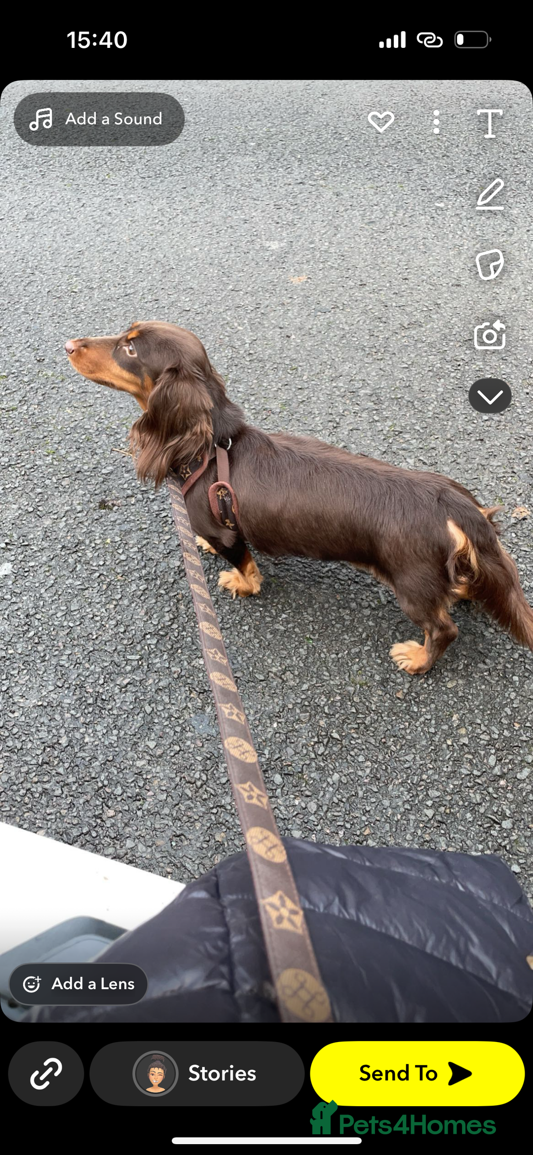 Miniature Dachshund dogs for sale: choc and tan long hair female  - Image 4