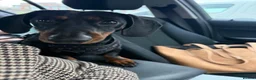 Dachshund dogs for sale: Arlo  - Advert 2
