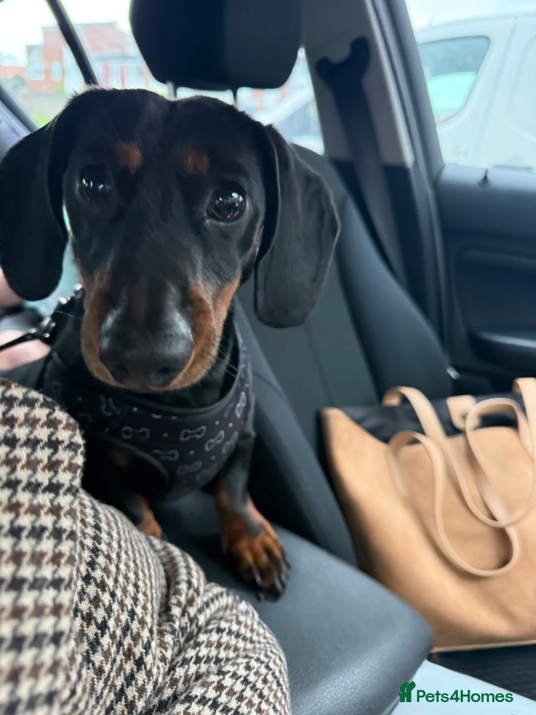 Dachshund dogs for sale: Arlo  - Advert 2