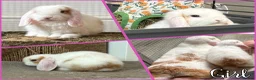 Mini Lop rabbits for sale: Baby Mini lops - indoor homes only  - Advert 2