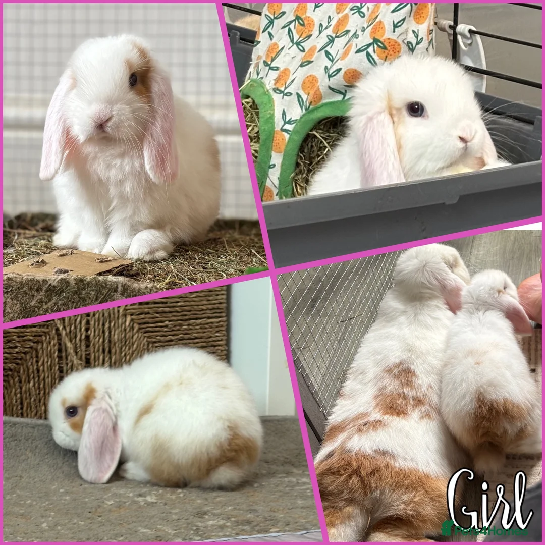 Mini Lop rabbits for sale: Baby Mini lops - indoor homes only  - Advert 2