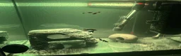 Live Bearers fish for sale: Ultimate 40L Tropical Aquarium Setup with 9guppies in Newport - Advert 8