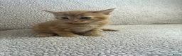 Mixed Breed cats for sale: Five Wonderful, Kichens, Very, Pretty Looking  - Advert 14