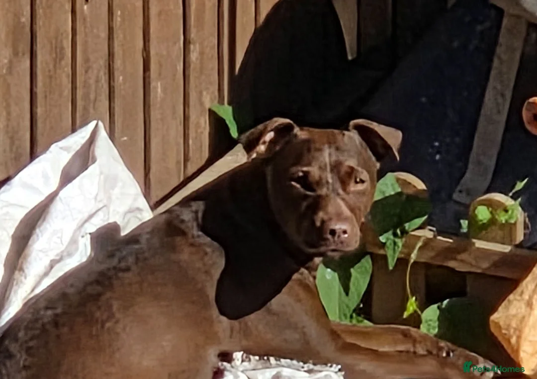 Patterdale Terrier dogs for sale: Lovely black patterdale bitch in Worcester - Advert 2