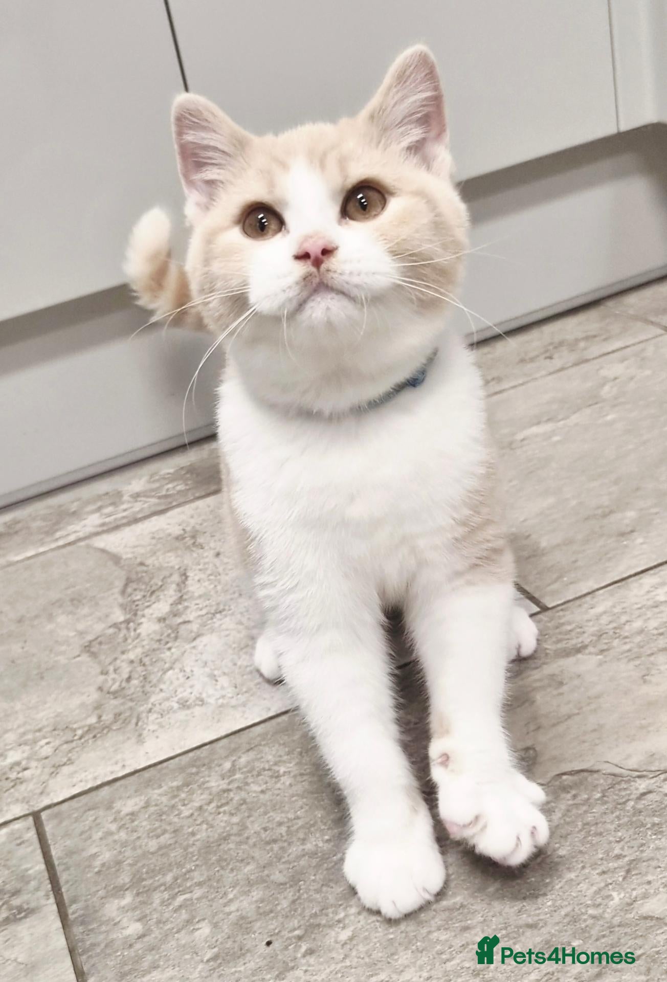 British Shorthair cats Gorgeous loving purr machines available now  - Advert 17