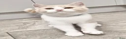 British Shorthair cats for sale: Gorgeous loving purr machines available now  - Advert 11