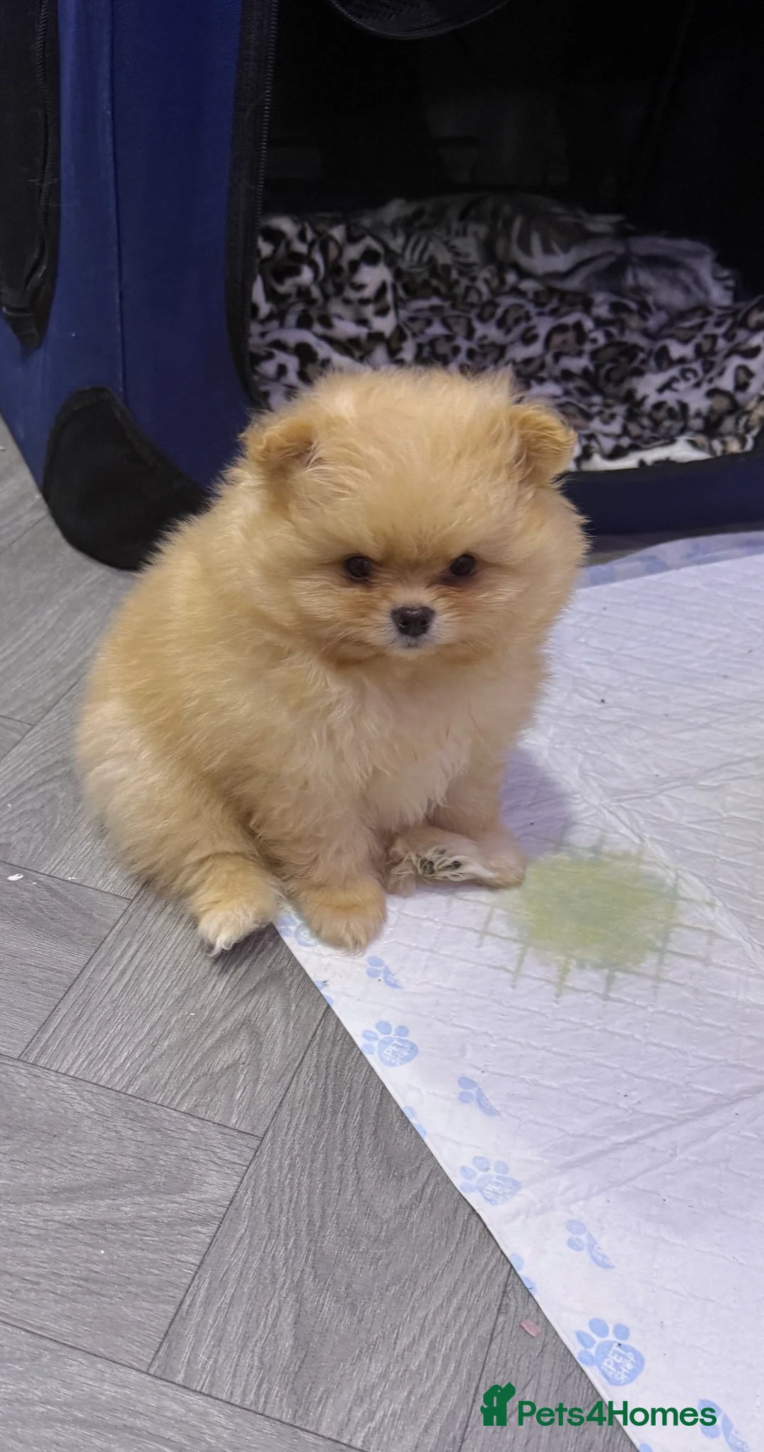 Pomeranian dogs for sale: Beautiful fluffy pomeranian boy - Advert 2