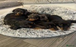 Dachshund dogs for sale: Dachshund  - Image 13