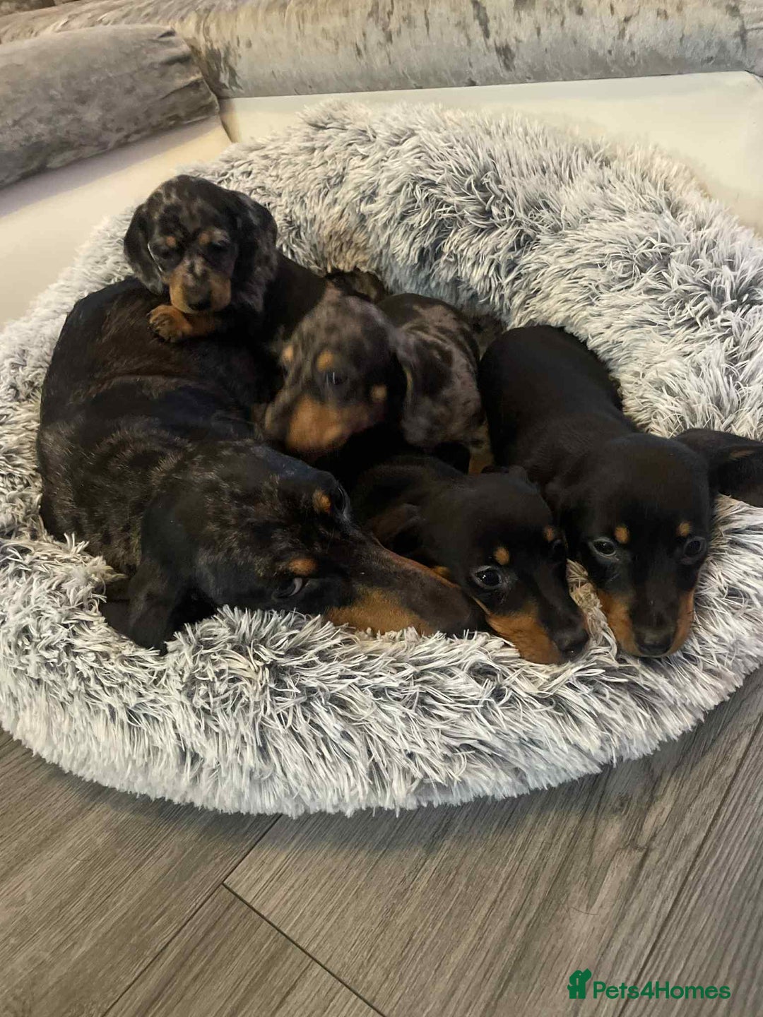 Dachshund dogs for sale: Dachshund  - Image 13