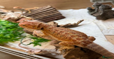 Bearded Dragon reptiles - Advert 11