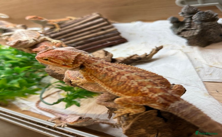 Bearded Dragon reptiles - Advert 11