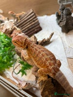 Bearded Dragon reptiles - Advert 3
