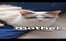 Ragdoll cats for sale: Ragdoll cross - Image 3