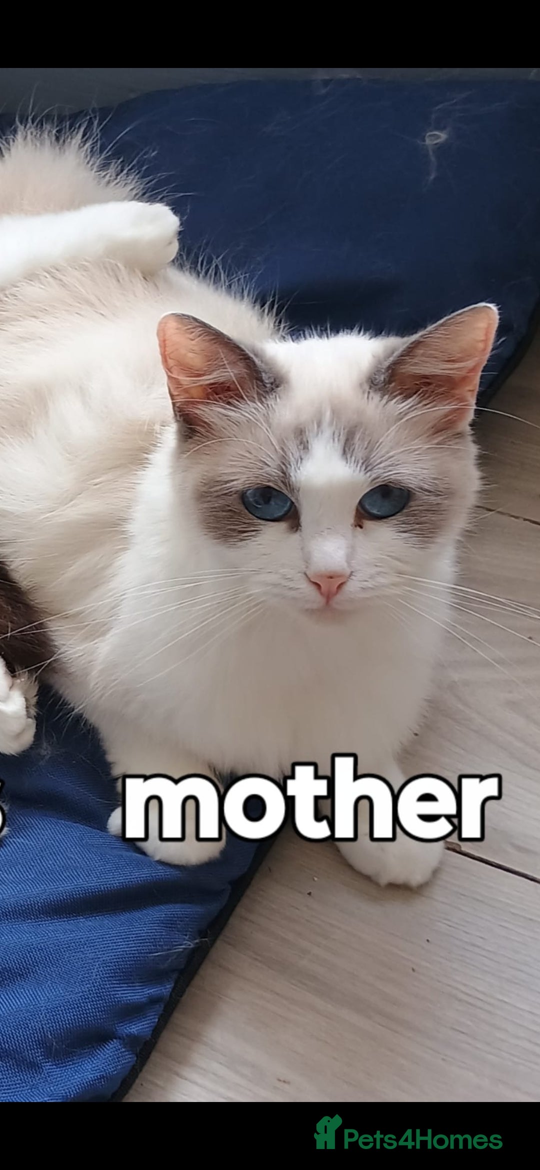 Ragdoll cats for sale: Ragdoll cross - Image 3