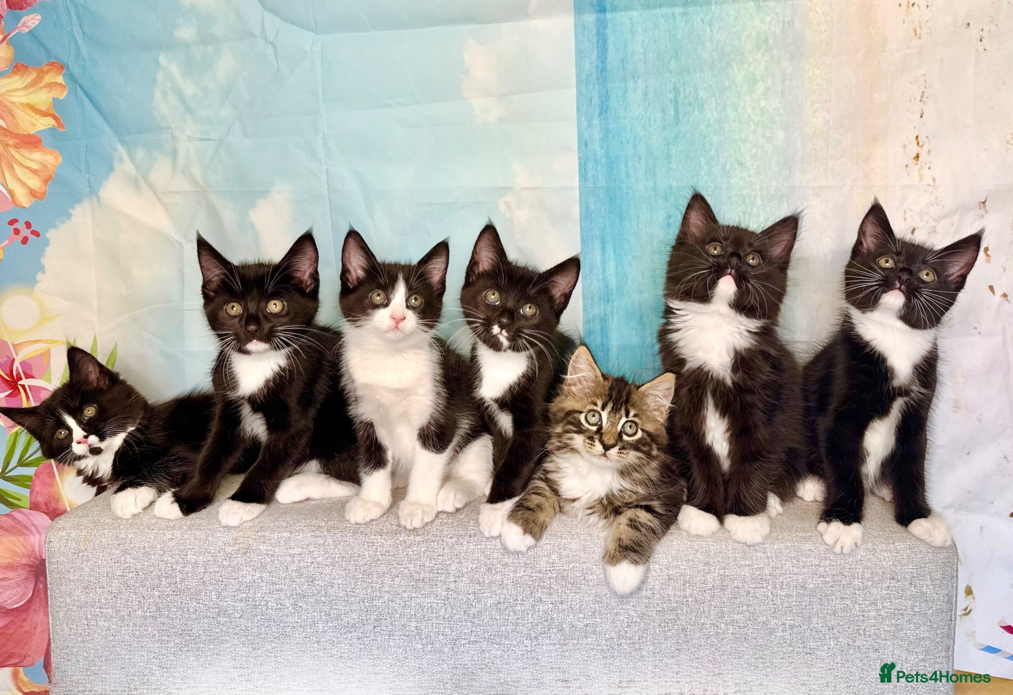 Mixed Breed cats Maine Coon Mixed Kittens Tabby & Tuxedo Richmond - Advert 14