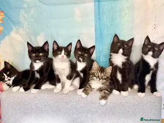 Mixed Breed cats Maine Coon Mixed Kittens Tabby & Tuxedo Richmond - Advert 14