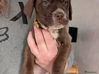 Mixed Breed dogs dog de bordeaux mixed cross dalmatian - Advert 9