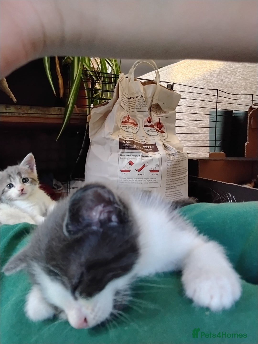 Maine Coon cats for sale: Kittens - Image 6