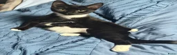 Mixed Breed cats for sale: Rambo  in Keighley - Advert 4