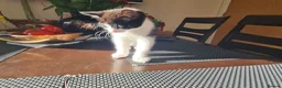 Mixed Breed cats for sale: ***Black and White Male Kitten For Sale*** - Advert 9