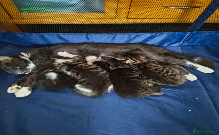 Mixed Breed cats Beautiful kittens  - Advert 1