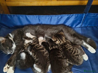 Mixed Breed cats Beautiful kittens - Advert 7