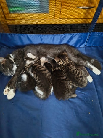 Mixed Breed cats Beautiful kittens - Advert 1