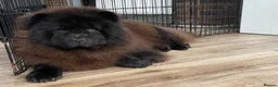 Chow Chow dogs for sale: MINI CHOW SISTERS REHOME  - Advert 8