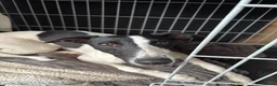 Whippet dogs for sale: Lovely whippet girl for sale.  - Advert 2