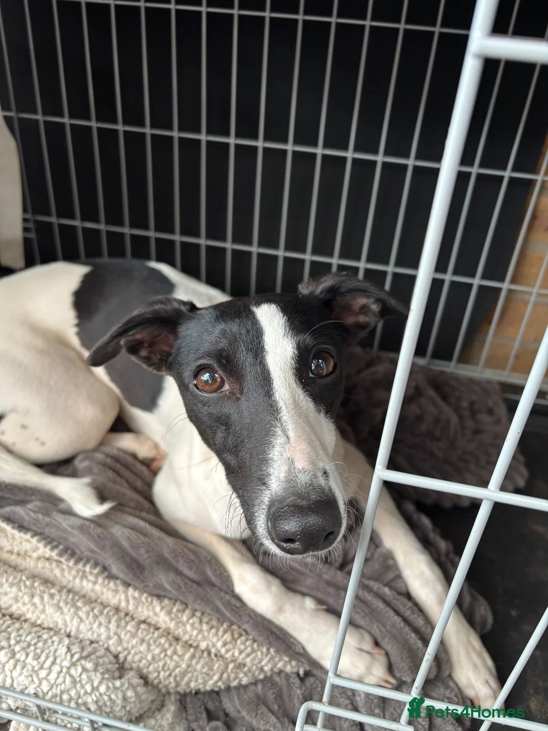 Whippet dogs for sale: Lovely whippet girl for sale.  - Advert 2