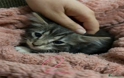 Mixed Breed cats for sale: 3 beautiful female kittens  - Image 17