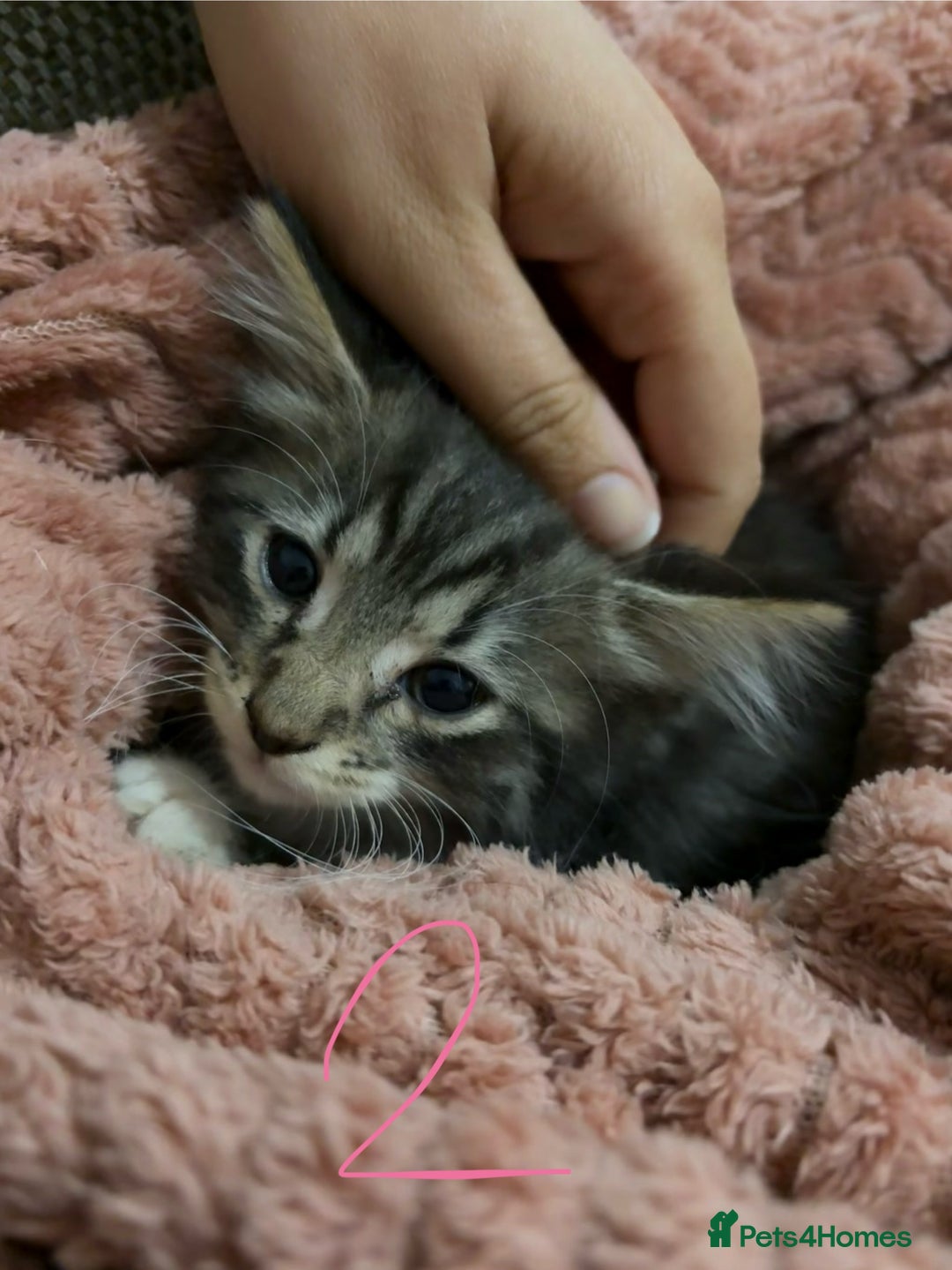Mixed Breed cats for sale: 3 beautiful female kittens  - Image 17