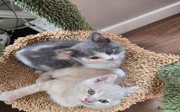 British Shorthair cats for sale: Last gorgeous boy left - Image 9