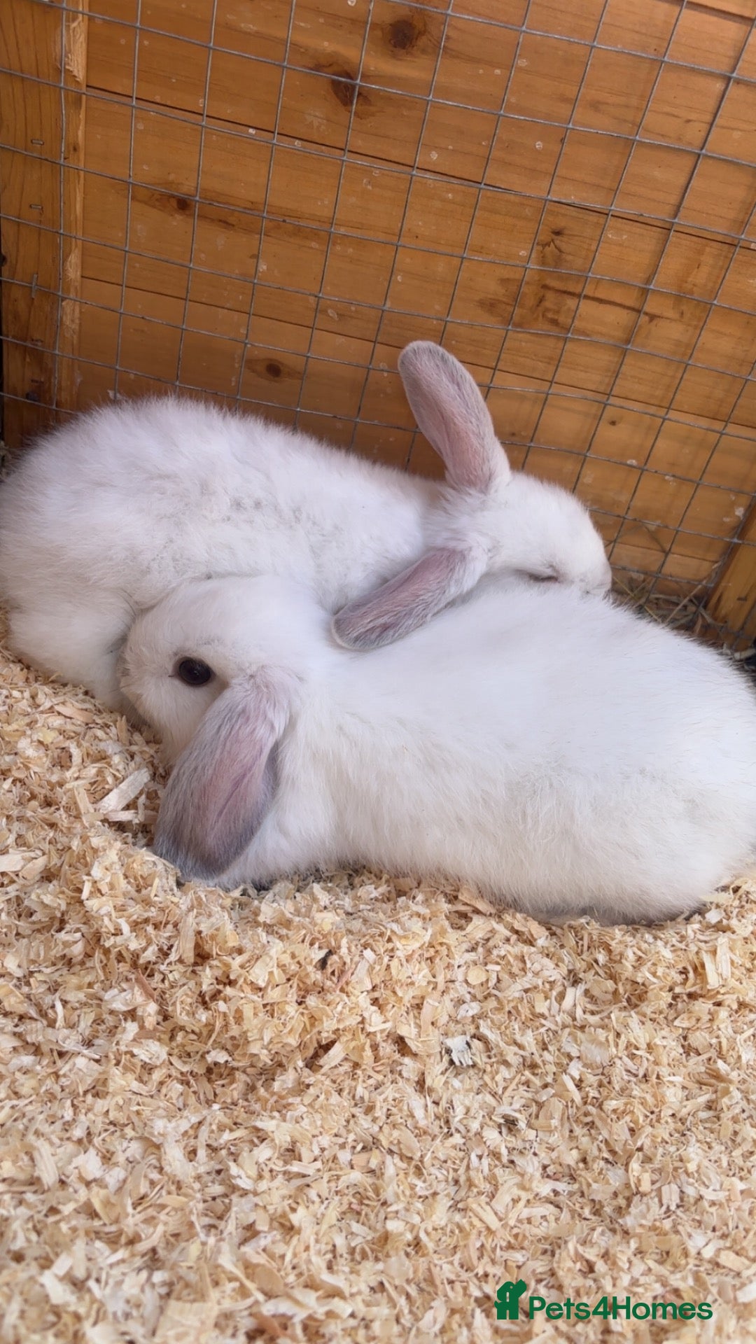Mixed Breed rabbits Baby rabbits mini lop mix  - Advert 1