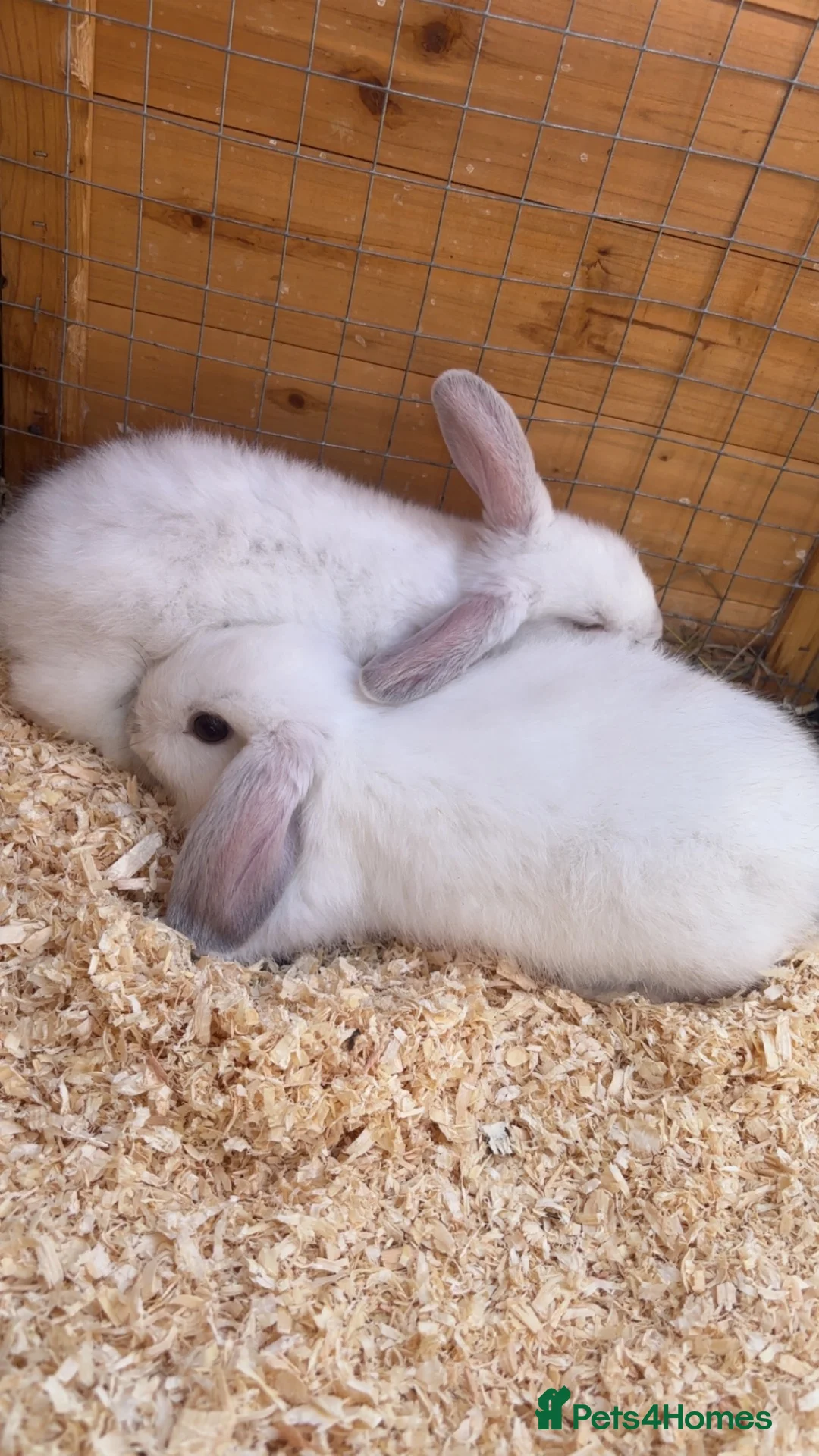 Mixed Breed rabbits for sale: Baby rabbits mini lop mix  - Advert 1