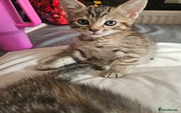 Mixed Breed cats for sale: Bengal cross kittens. 4 left!!! - Image 19