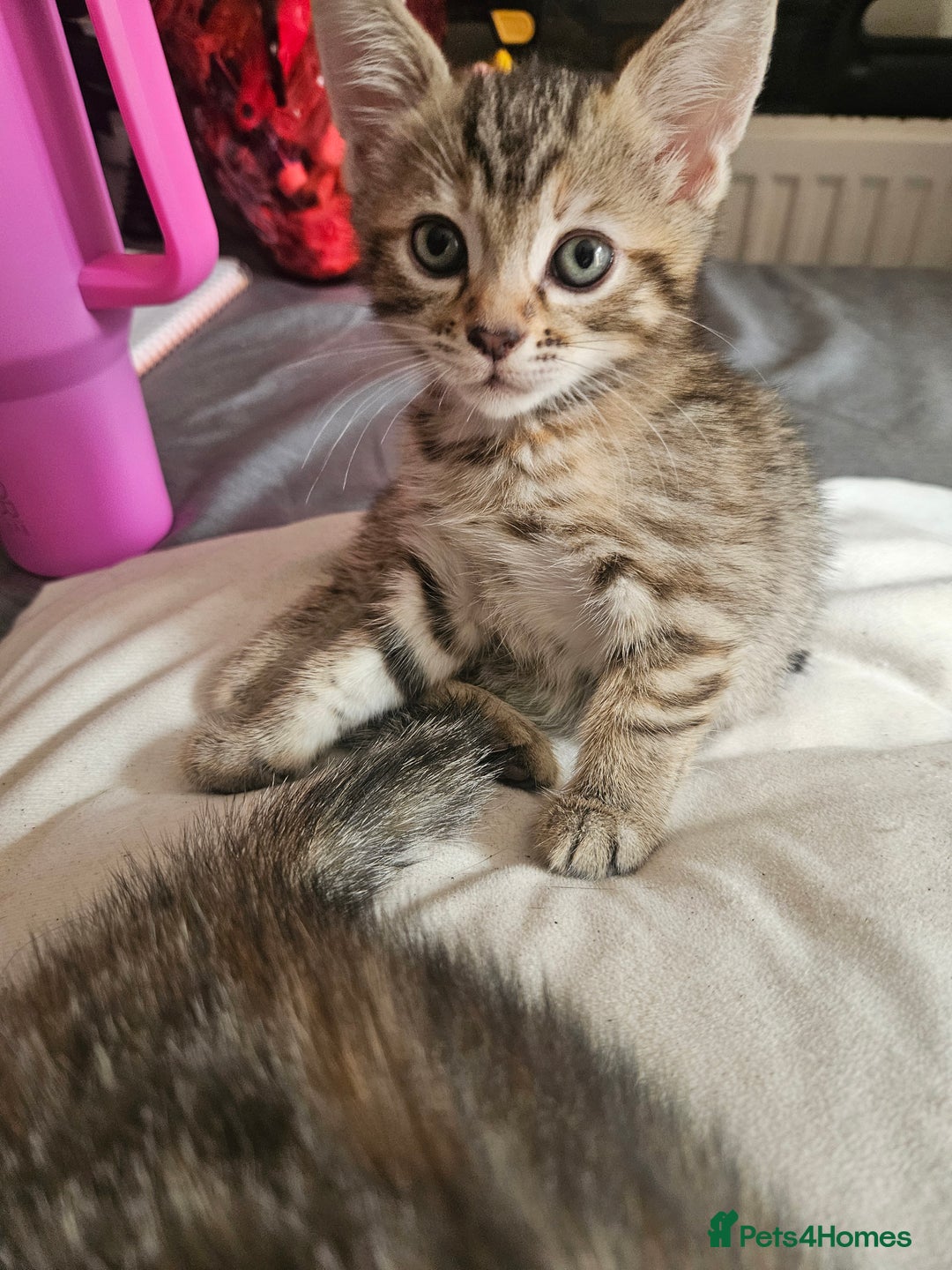 Mixed Breed cats for sale: Bengal cross kittens. 4 left!!! - Image 19